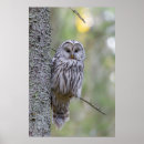 Search for grey owl posters Forest