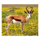 Search for antelope africa posters Nature