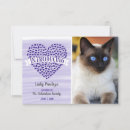 Search for pet adoption invitations Kitty