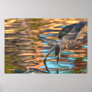 Search for lake fish posters Pond