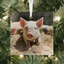 Search for piglet christmas tree decorations Farm