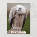 Search for griffon postcards Bird