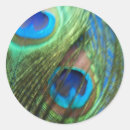 Search for blue peafowl stickers Bird