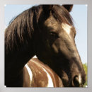 Search for shire horse posters Equine