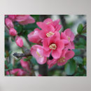 Search for quince posters Pink