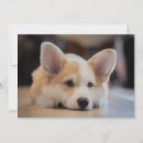 Search for corgi thank you cards Canine
