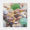 Search for seashell magnets Star fish