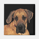 Search for great dane magnets Puppy
