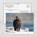 Search for black vulture postcards Bird