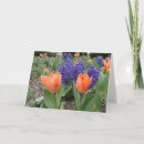 Search for hyacinth cards Nature