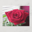 Search for rot postcards Rose