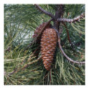 Search for pinecones posters Forest