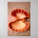 Search for mollusk art Nature