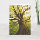 Search for beech cards Woods