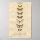 Search for specimens posters Vintage