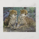 Search for nature leopard postcards Animal