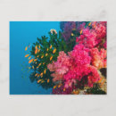 Search for diving postcards South pacific