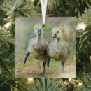 Search for long island christmas tree decorations Animal