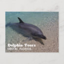 Search for dolphins postcards Souvenir