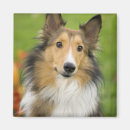 Search for rough collie magnets Sable