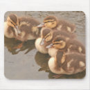 Search for birde mousepads Ducks