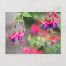 Search for fuchsia flower postcards Beautiful