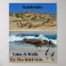 Search for emu posters Wildlife