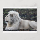 Search for big five postcards Safari