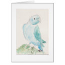 Search for indian ringneck parakeet Parrots