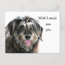 Search for shaggy postcards Dog lover