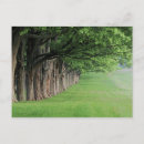Search for state tree postcards Nature