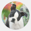 Search for boston stickers Dog