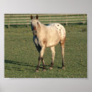 Search for gelding posters Stallion