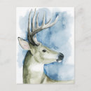 Search for stags postcards Woodland