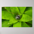 Search for bromeliad posters Botanical