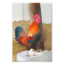 Search for cocked posters Bird