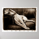Search for couch posters Animal