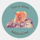 Search for orange tabby cat stickers Cute
