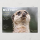 Search for meerkat invitations Animal