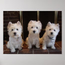 Search for westie posters Terrier