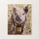 Search for piglet puzzles Swine
