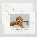 Search for cute pets cards Pet photo