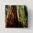 Search for redwoods badges Tree