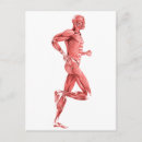 Search for trapezius Myology