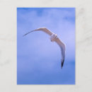 Search for gull postcards Wildlife