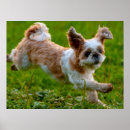 Search for shih tzu posters Photography