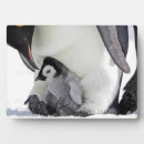 Search for penguin nursery Baby animals