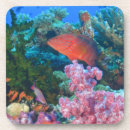 Search for fiji coasters Tropical