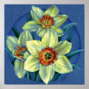 Search for daffodil posters Watercolour