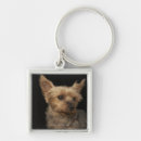 Search for yorkies key rings Animal